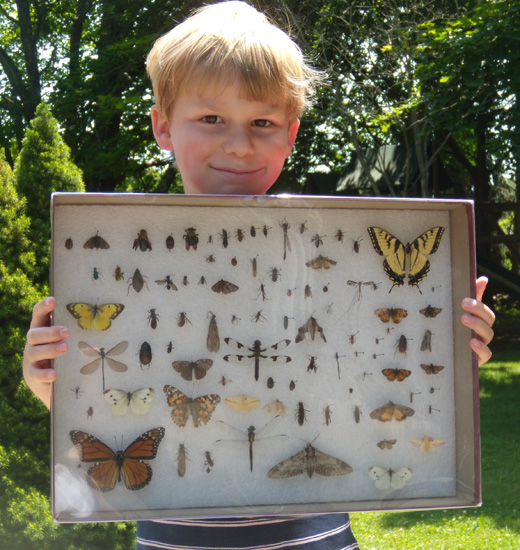 budding entomologist